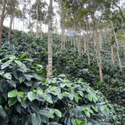 ca phe costa rica chirripo 6