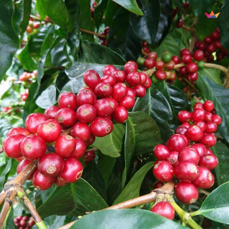 ca phe costa rica chirripo 7 1