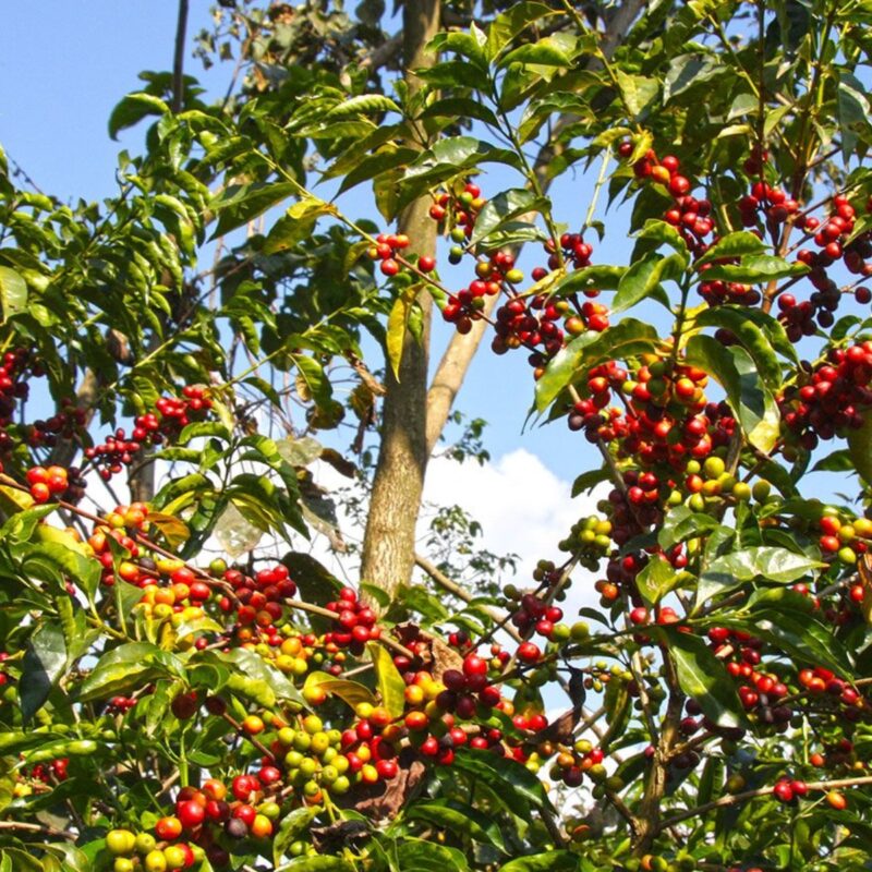 ETHIOPIA-KONGA-5