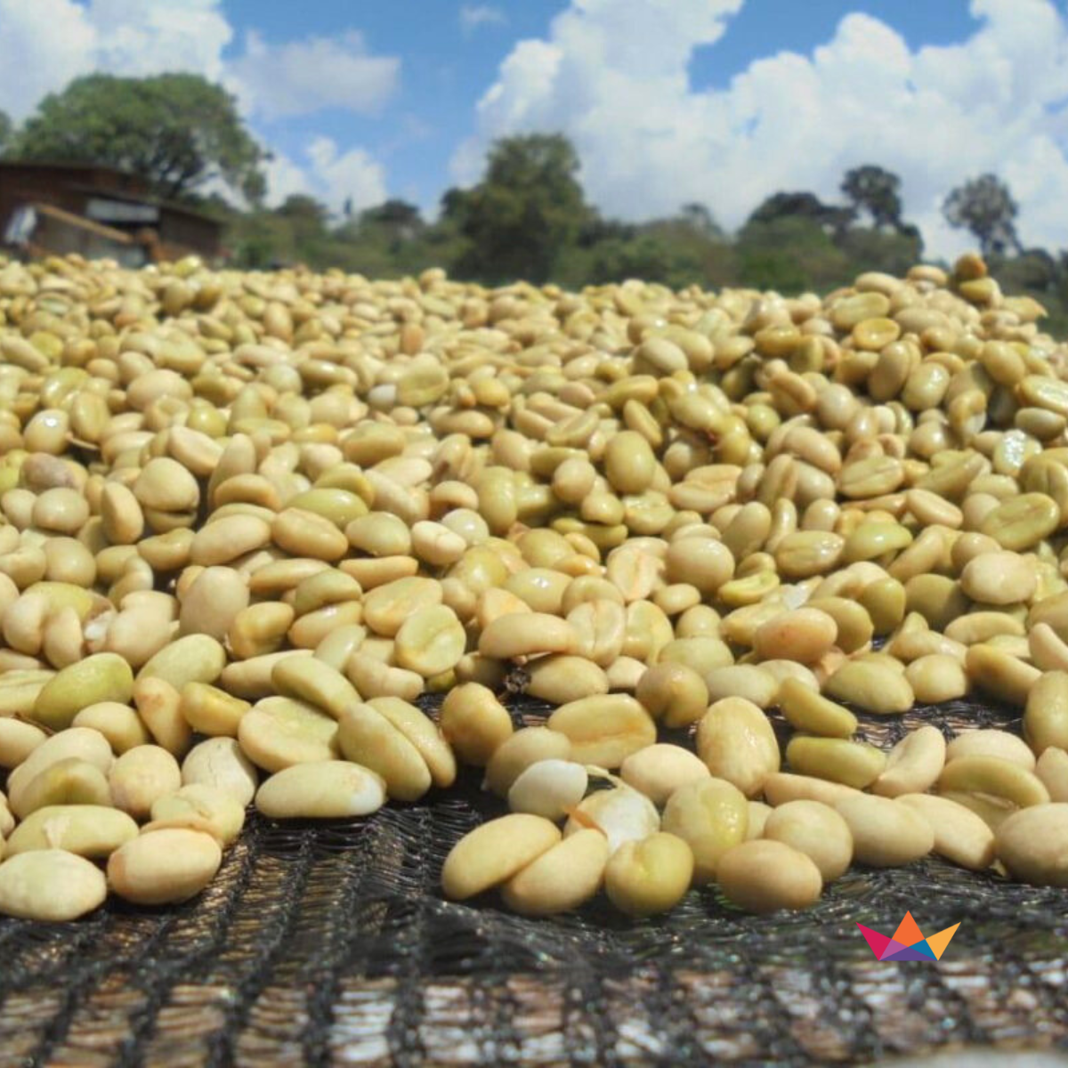Ethiopia-Uraga-3