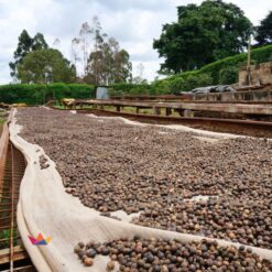 KENYA-NYERI-NATURAL-2