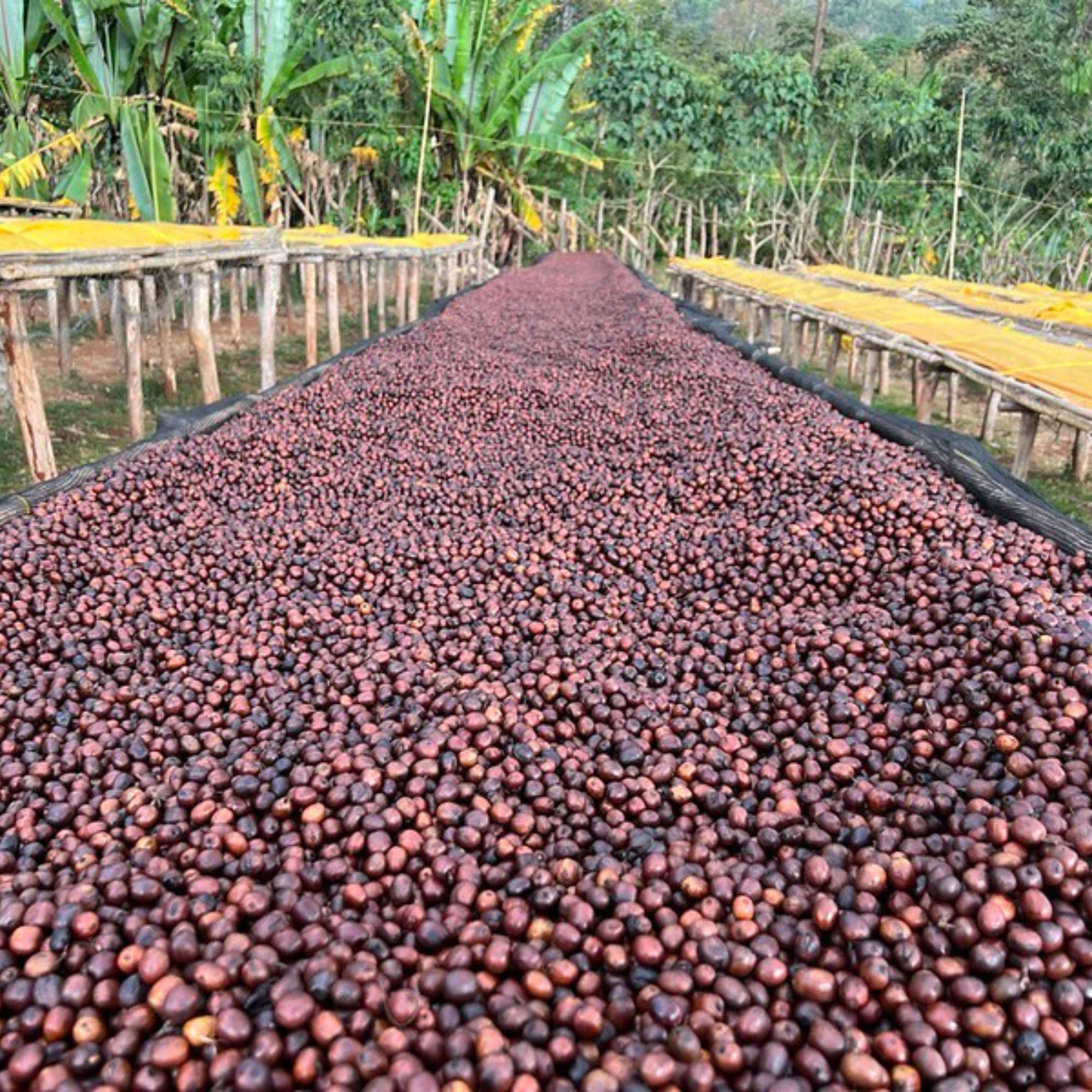 cà-phê- Ethiopia-Garse-11