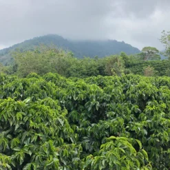 ca phe costa rica imperio rojo chirripo 2