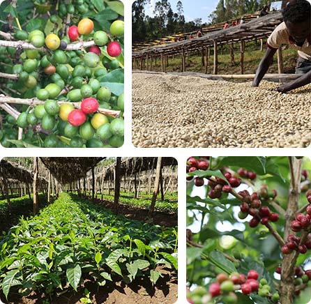 ca phe ethiopia gelena gesha 2024 3