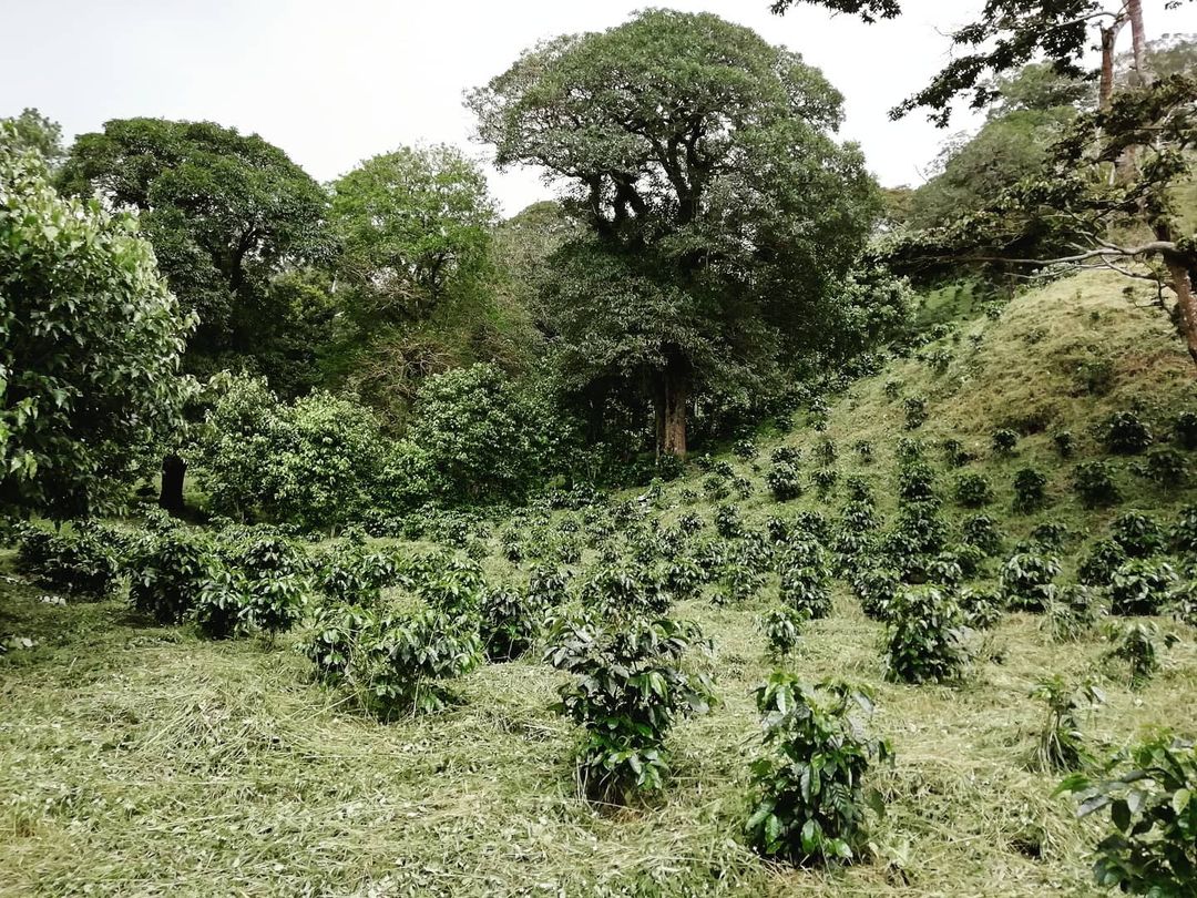 ca phe panama carmen manor 8
