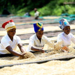 ca phe rwanda visty baho coffee 20