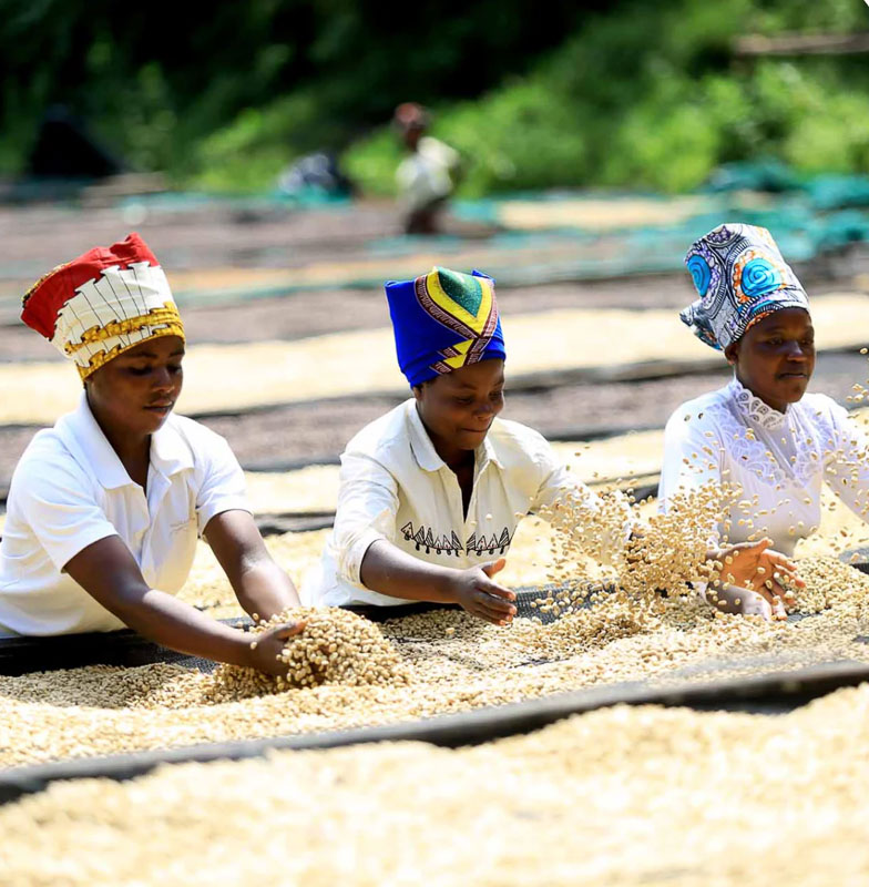 ca phe rwanda visty baho coffee 20