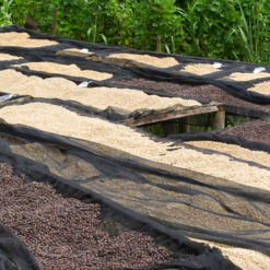 ca phe rwanda visty baho coffee 21