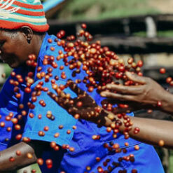 ca phe rwanda visty baho coffee 22
