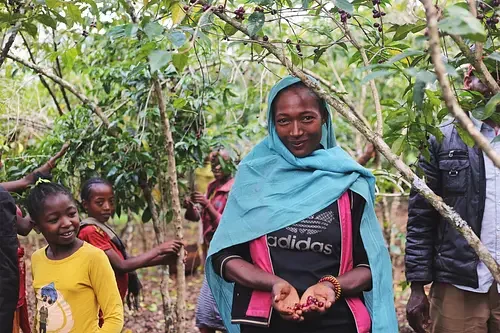Ca phe ethiopia aramo 1 medium