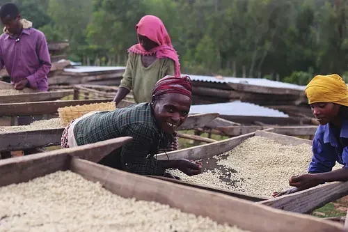 Ca phe ethiopia aramo 2 medium