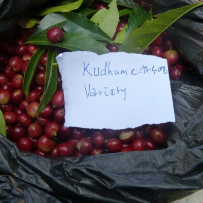 ca phe ethiopia yirgacheffe aricha 03 medium