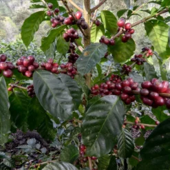 ca phe starmaya costarica 6