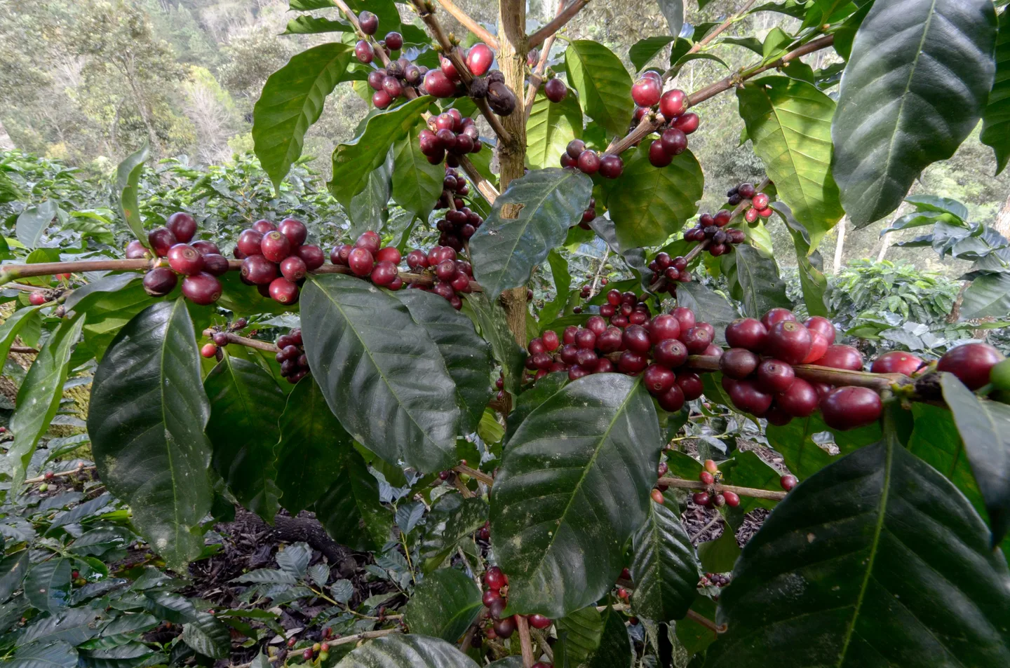 ca phe starmaya costarica 6