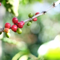 ca phe starmaya costarica 7