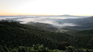 Ca phe brazil starmaya 01