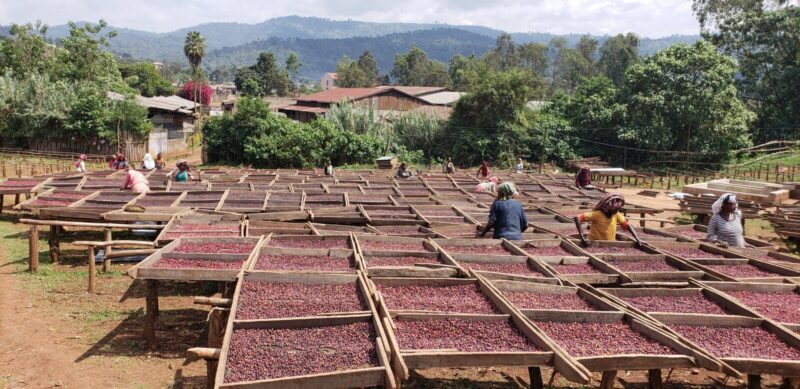 ca phe ethiopia chelichele 03 medium