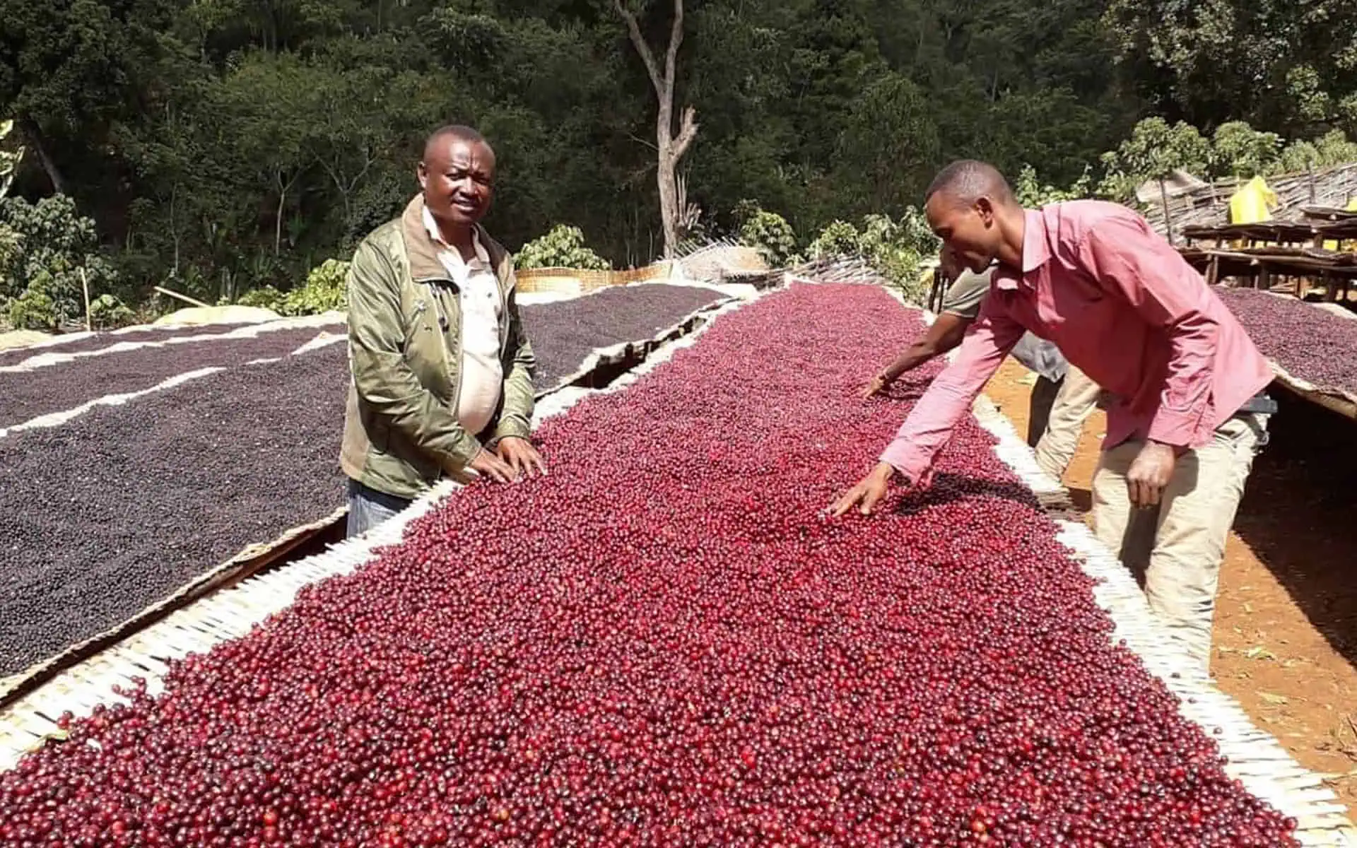 ca phe kurume ethiopia 4