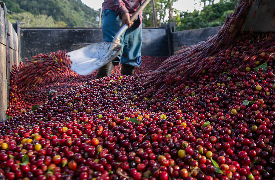 ca phe costa rica catuai red