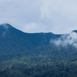 ca phe geisha peru 11