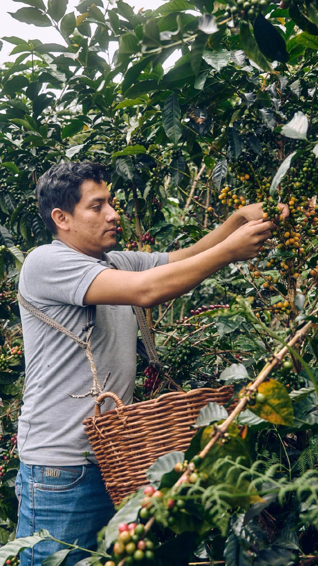 ca phe geisha peru 8