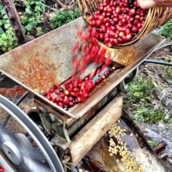 ca phe geisha peru 9