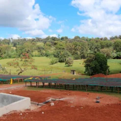 Ethiopia Hambella Sayisa 02