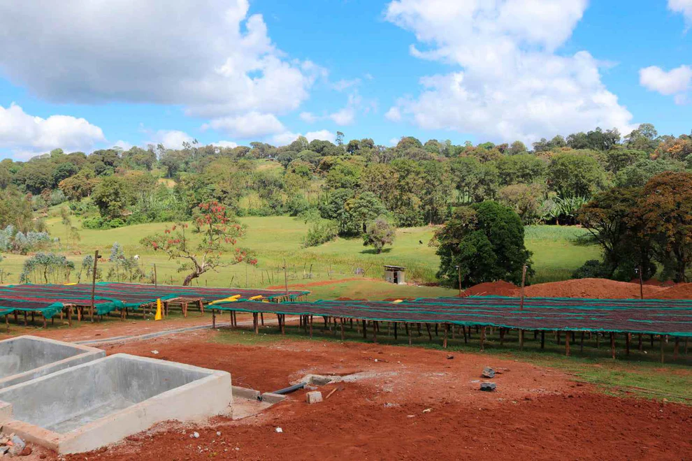 Ethiopia Hambella Sayisa 02