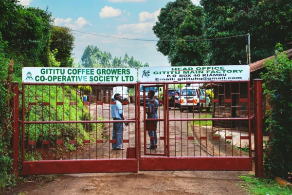 Kenya Kiambu Gititu 03